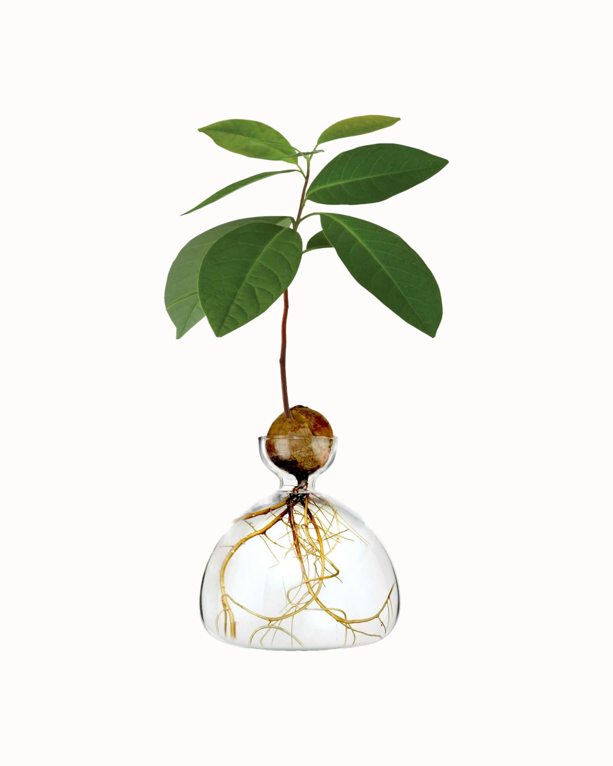Ilex Studio glass avocado vase with a sprouting pit - Luxe Digital